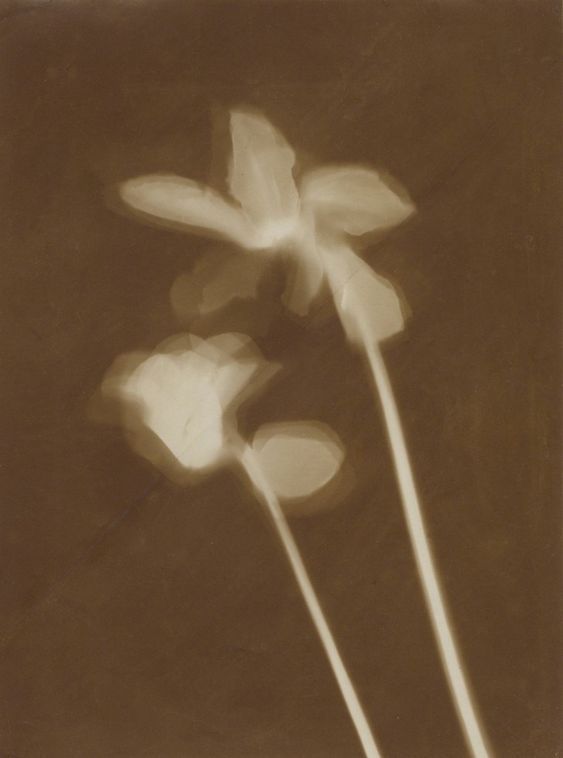 Ingredient Spotlight - Yarrow