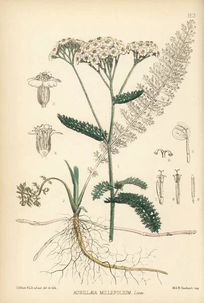 Ingredient Spotlight - Yarrow