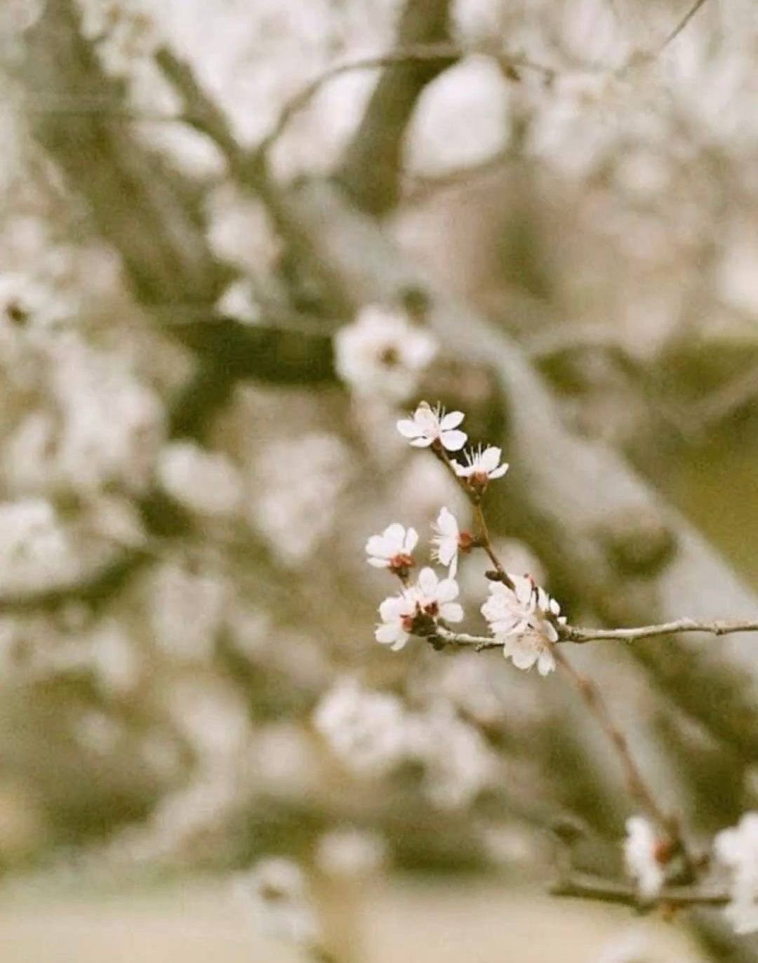 Spring Renewal