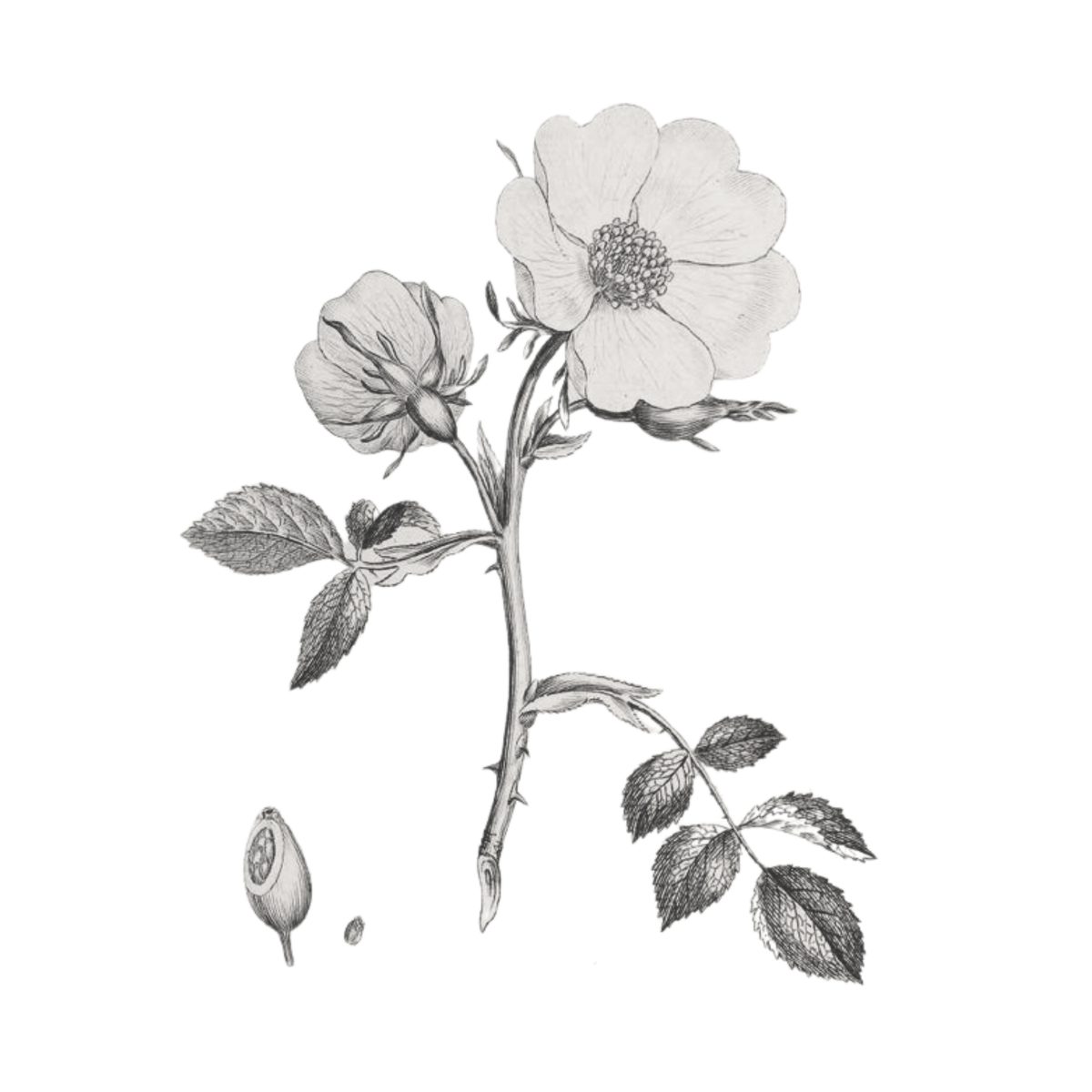 Rosehip
